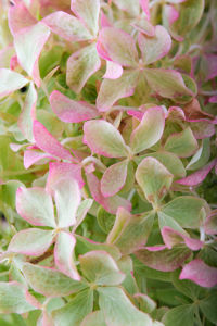 Obraz Hydrangea